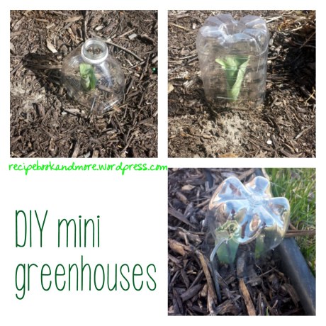 DIY greenhouses to protect your plants from rabbits and deer - I just used stuff from our recyle bins - awesome!