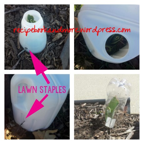 gardening tips and tricks - reuse containers and attach with lawn staples - awesome way to recycle AND keep rabbits away